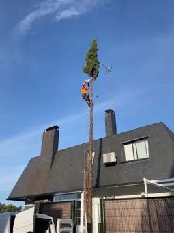 Podamos árboles en altura