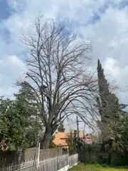Podas y talas de árboles  Madrid